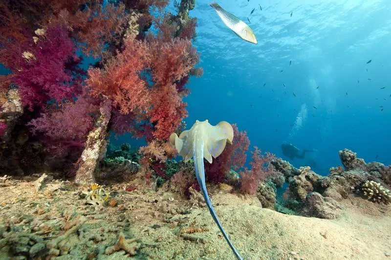 Reef Diving