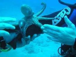 Diving in Spain